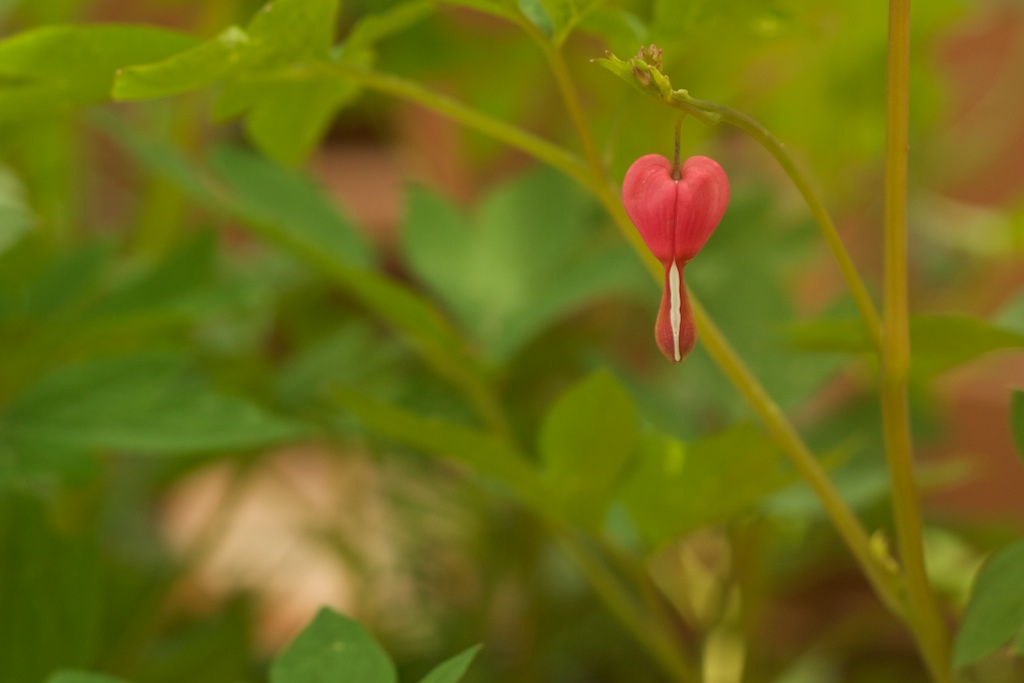 Lonely Bleeding Heart